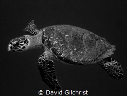 Hawksbill Turtle(Eretmochelys imbricata)
Roatan, Honduras by David Gilchrist 